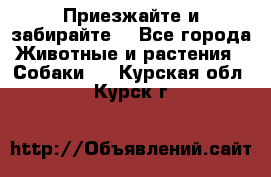 Приезжайте и забирайте. - Все города Животные и растения » Собаки   . Курская обл.,Курск г.